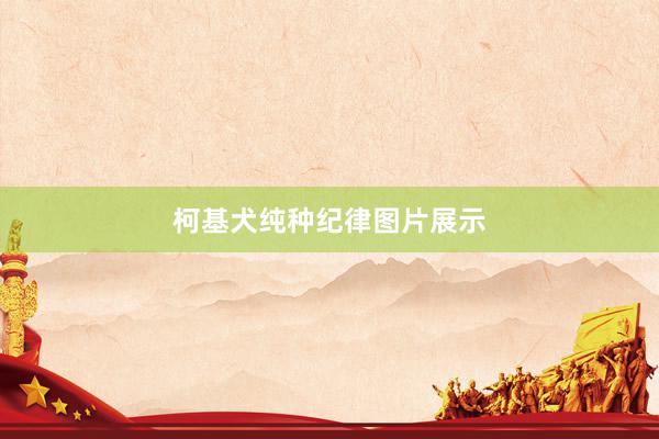 柯基犬纯种纪律图片展示